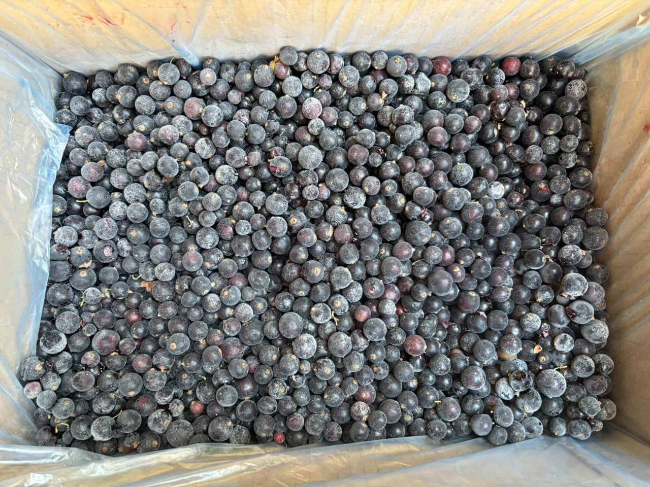 Black currant frozen